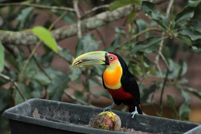 caracteristicas do tucano-de-bico-verde