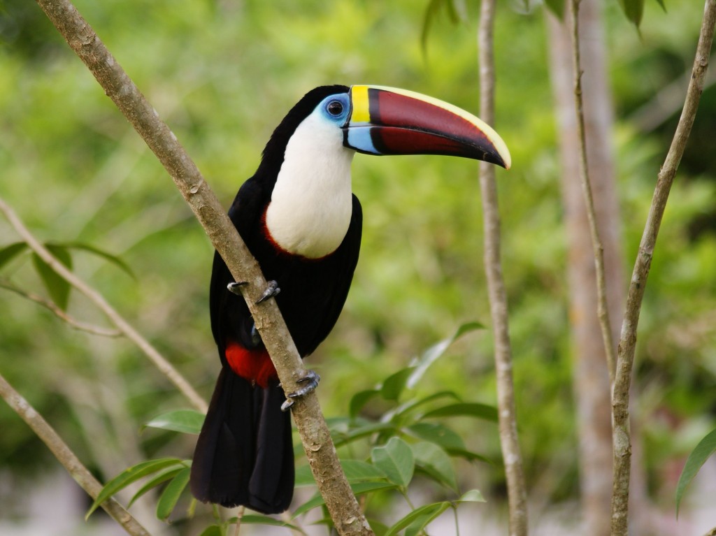 caracteristicas do tucano-grande-de-papo-branco