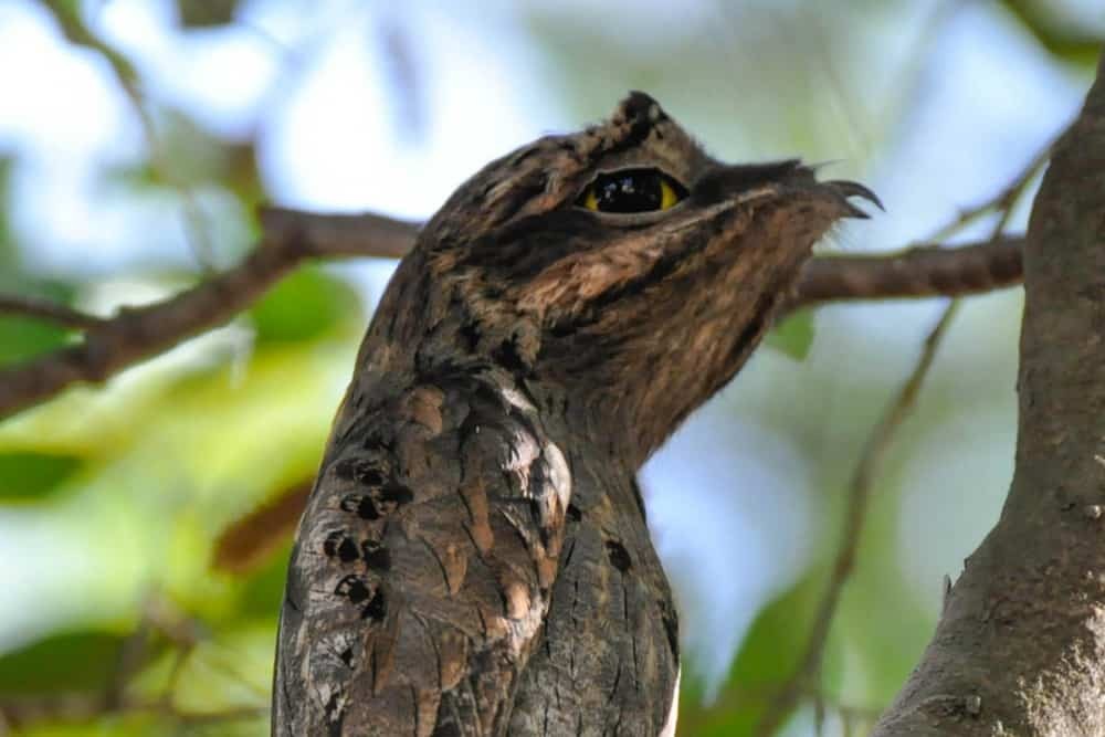 caracteristicas do urutau