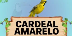 cardeal amarelo