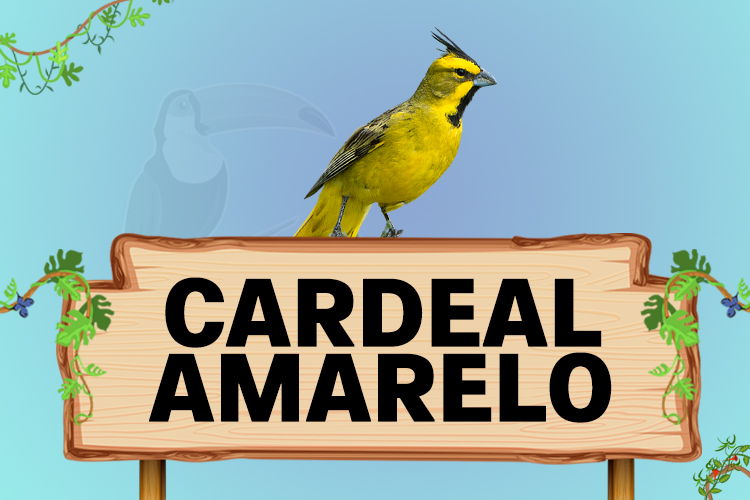 cardeal amarelo