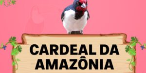 cardeal da Amazonia