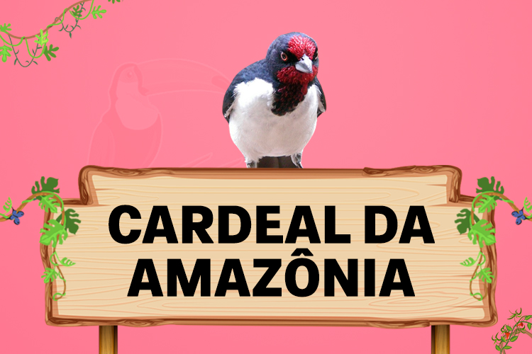 cardeal da Amazonia