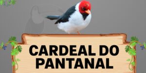 cardeal do pantanal