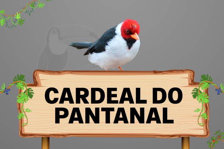 cardeal do pantanal