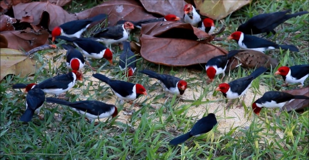 cardeal-do-pantanal