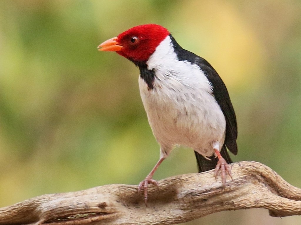 cardeal-do-pantanal