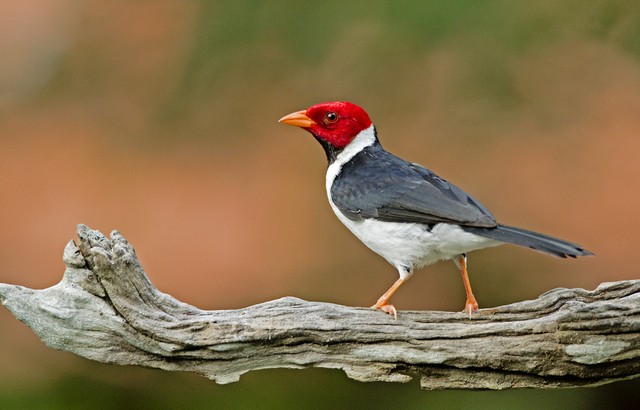 cardeal-do-pantanal