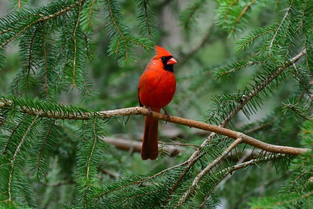 cardeal vermelho americano 