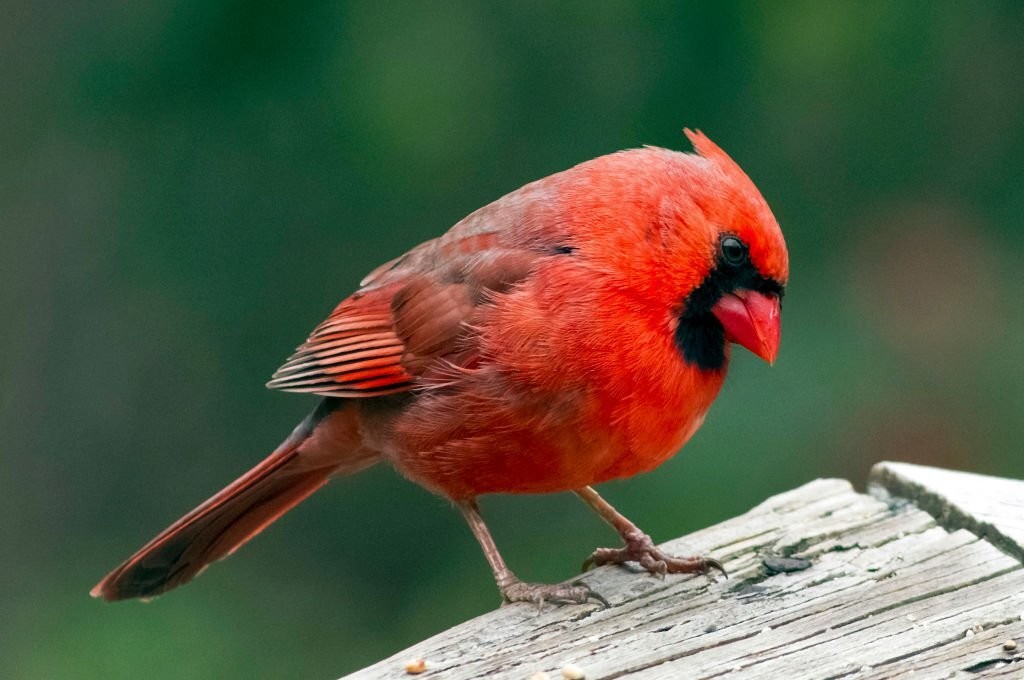 cardeal vermelho americano 