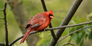 cardeal vermelho americano