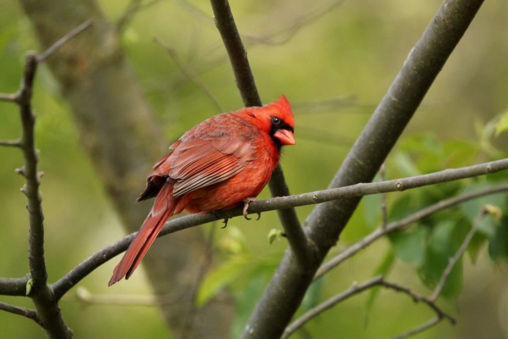 cardeal vermelho americano 