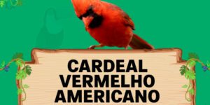 cardeal vermelho americano