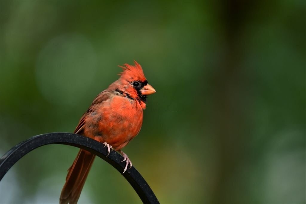 cardeal vermelho americano 