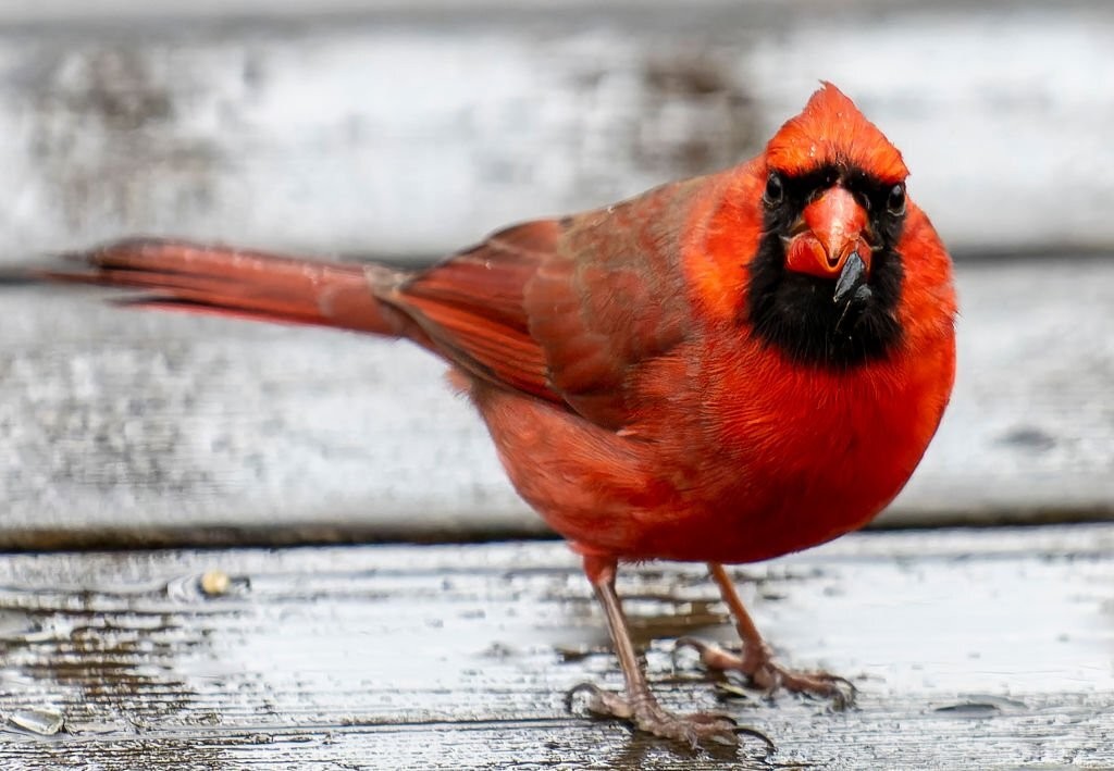 cardeal vermelho americano 