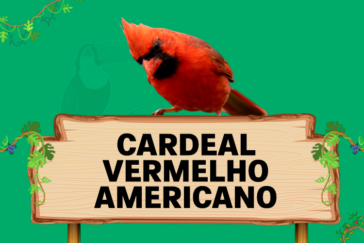 cardeal vermelho americano