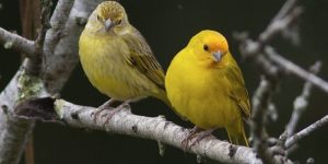 casal de canario da terra