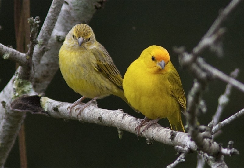 casal de canario da terra