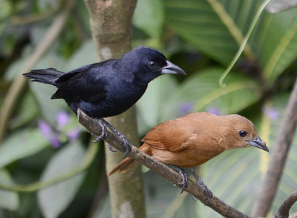 casal de pipira preta