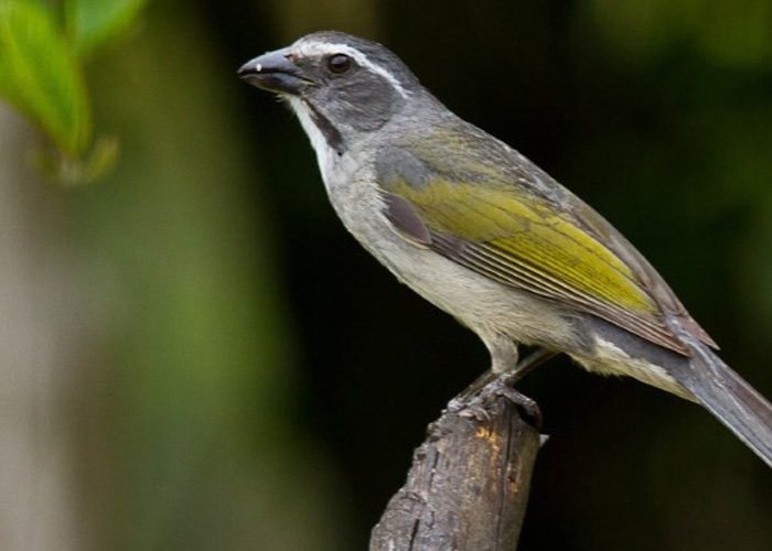 como cuidar de um trinca ferro