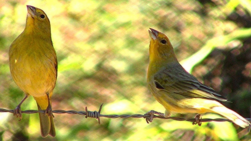 como estimular o canario da terra a cantar