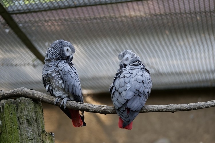 comportamento do papagaio cinzento