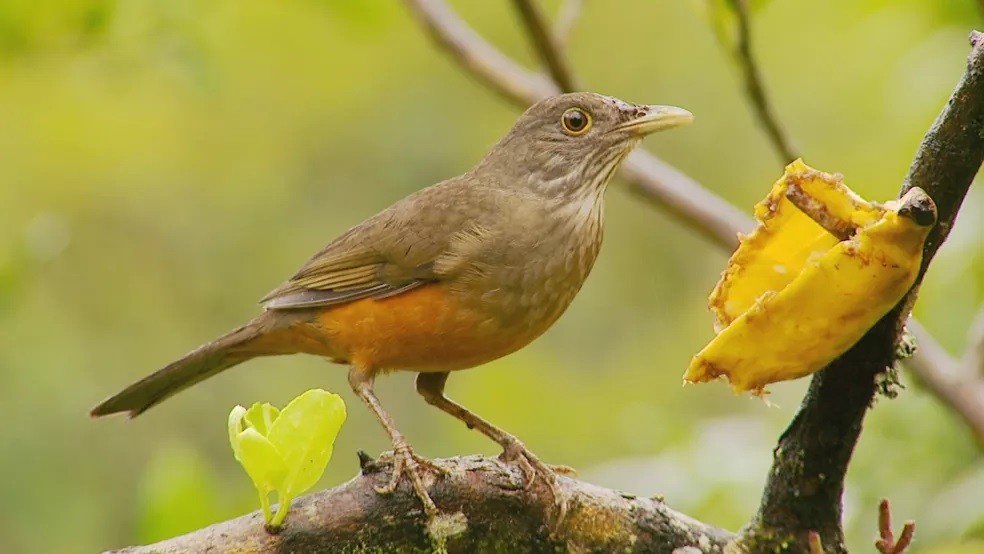 cuidados basicos com o sabia laranjeira