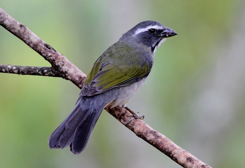 cuidados com trinca ferro