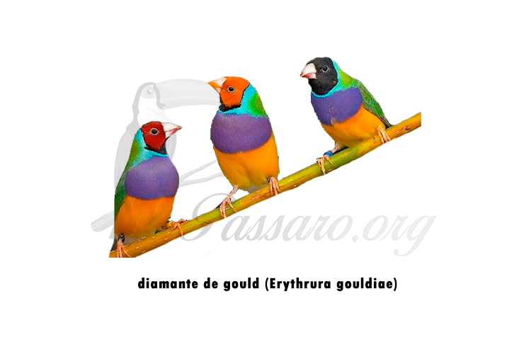 diamante de gould (erythrura gouldiae)