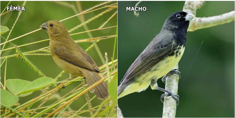 diferenca do papa capim macho e da femea