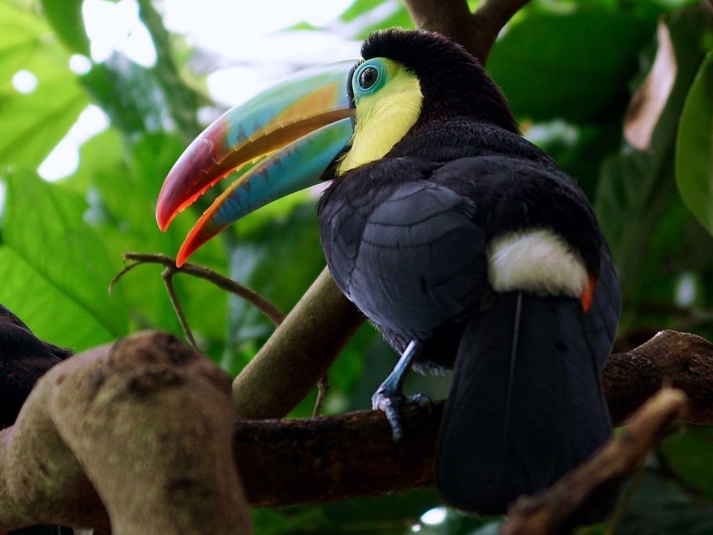 estado de conservacao das especies de tucanos