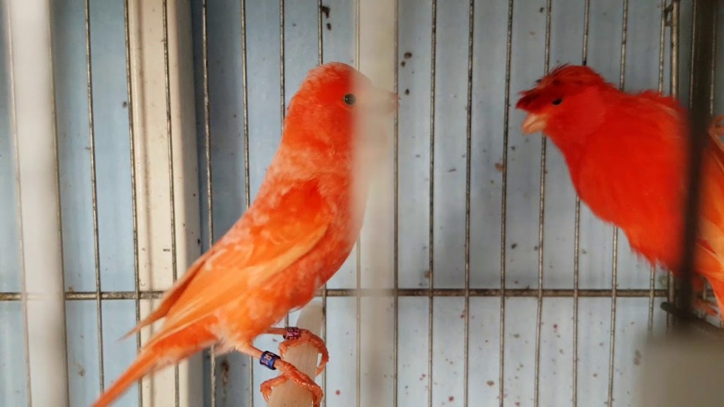 gaiola para canario-belga vermelho nevado