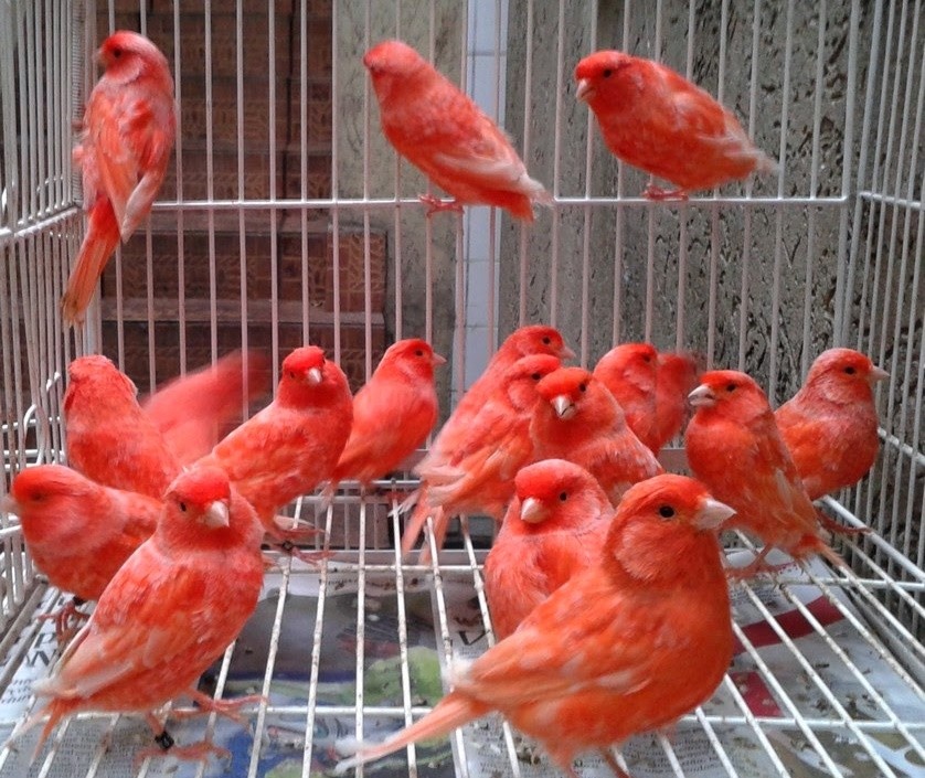 gaiola para canario belga vermelho