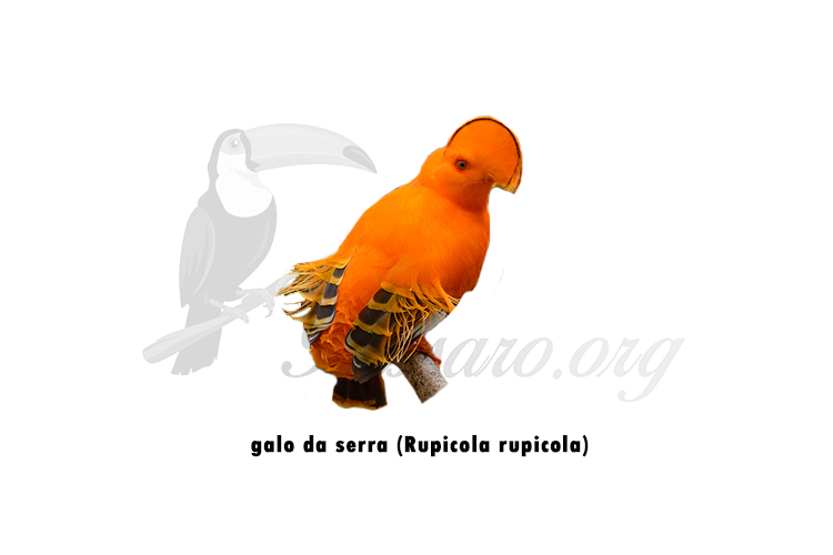 galo da serra (rupicola rupicola)