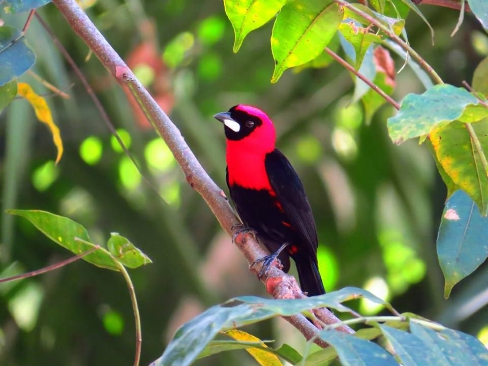 habitat da pipira-de-mascara