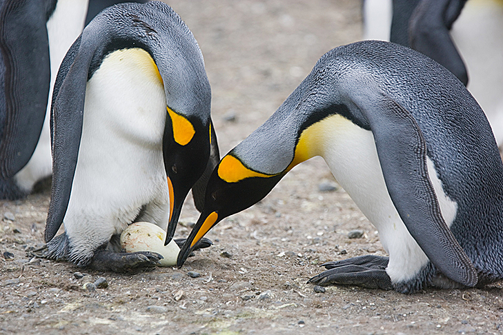 incubacao dos ovos de pinguim