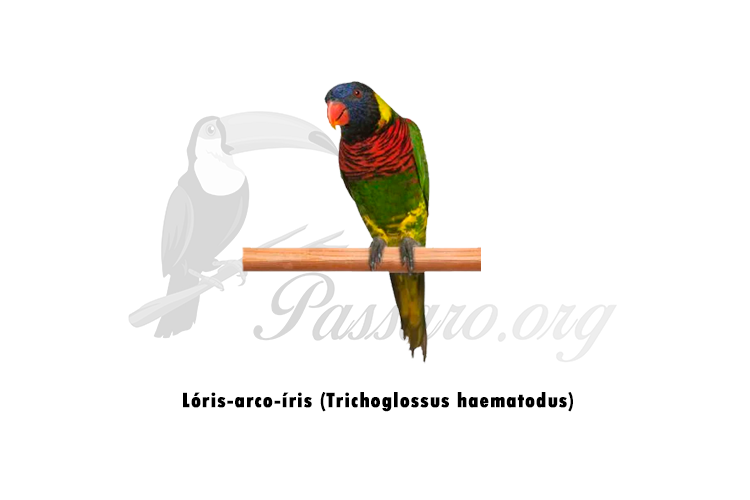 loris-arco-iris (trichoglossus haematodus)