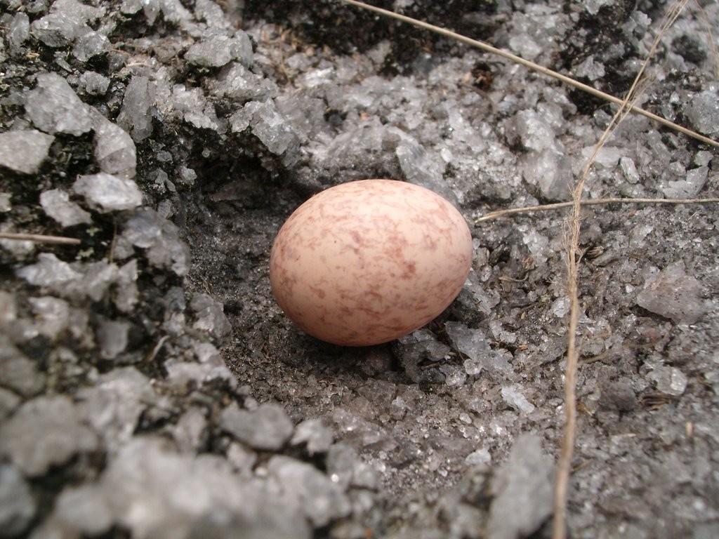 ovo de bacurau