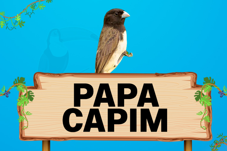 papa capim