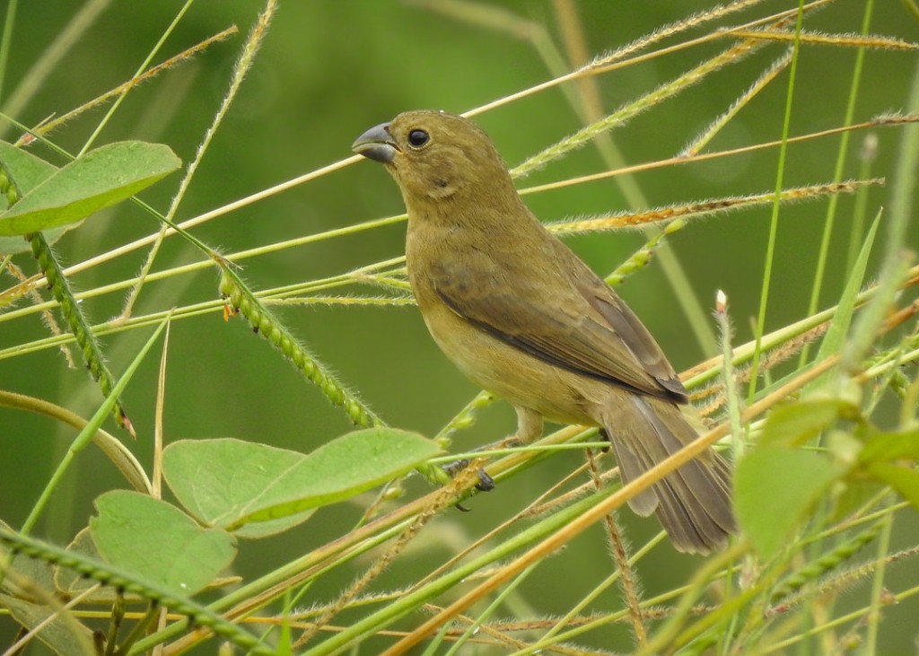 Papa-capim fêmea (Soporophila nigricollis), Fotografado na …