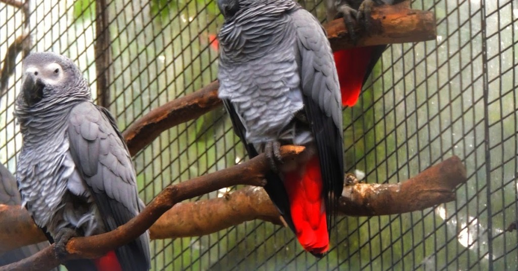 papagaio cinzento