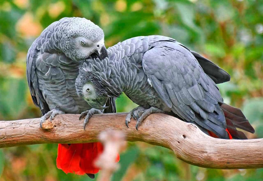 papagaio cinzento
