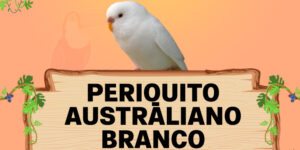 periquito australiano branco