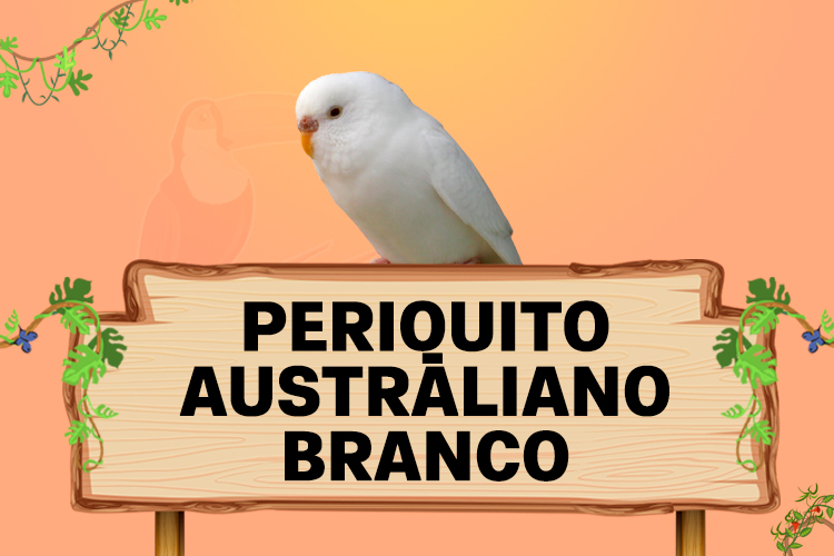 periquito australiano branco
