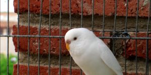 periquito australiano branco