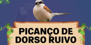 picanço de dorso ruivo