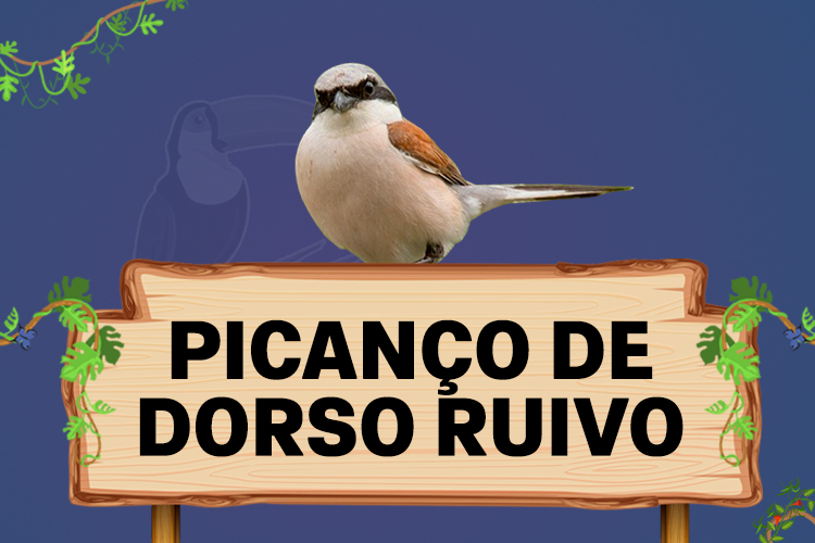 picanço de dorso ruivo