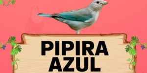 pipira azul