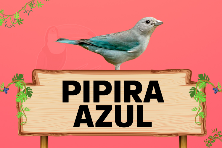 pipira azul