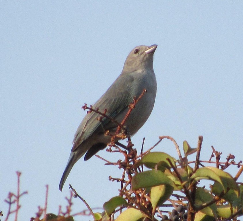 pipira azul